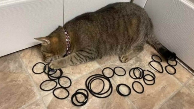 gatinha-que-brinca-com-elastico-de-cabelo-compressed