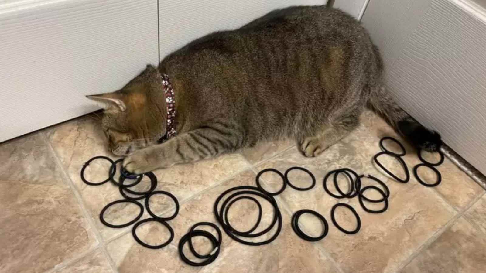 gatinha-que-brinca-com-elastico-de-cabelo-compressed