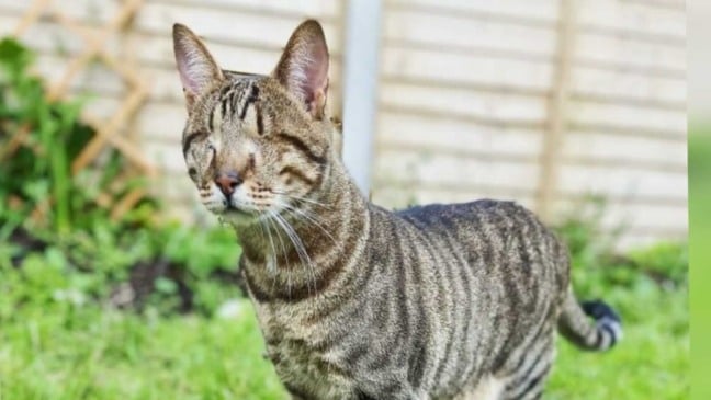 Gatinho cego é adotado