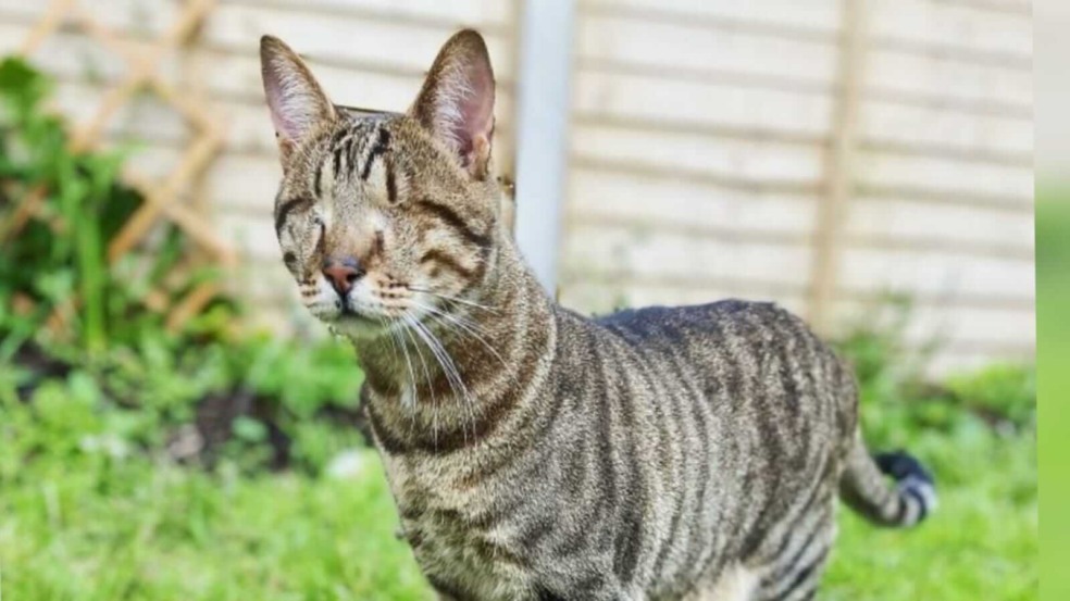 Gatinho cego é adotado