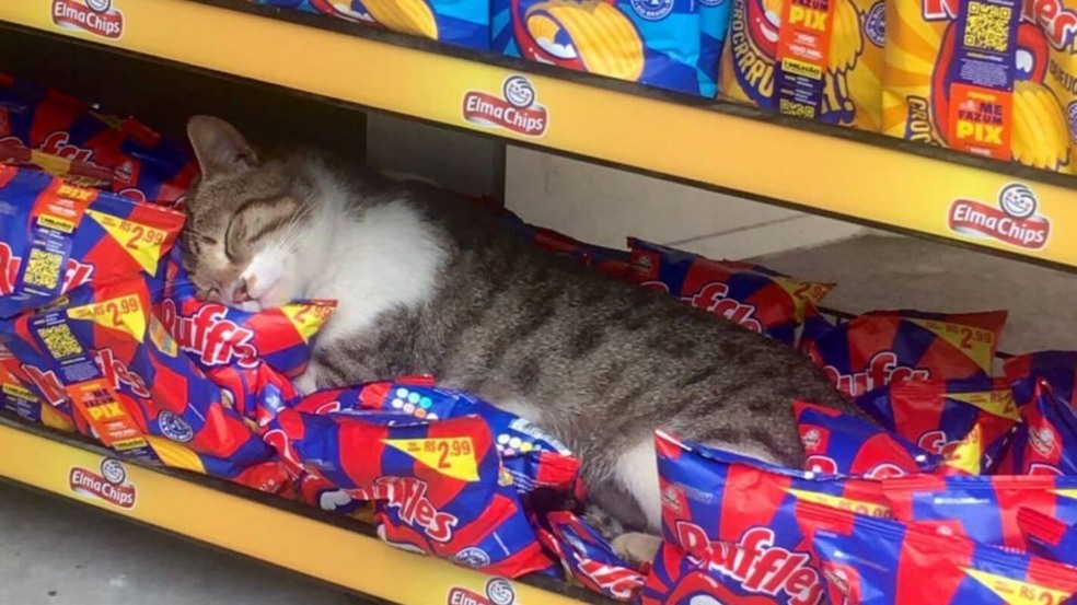gatinho dormindo em cima de salgadinhos em super mercado gatinho dormindo em cima de salgadinhos em super mercado