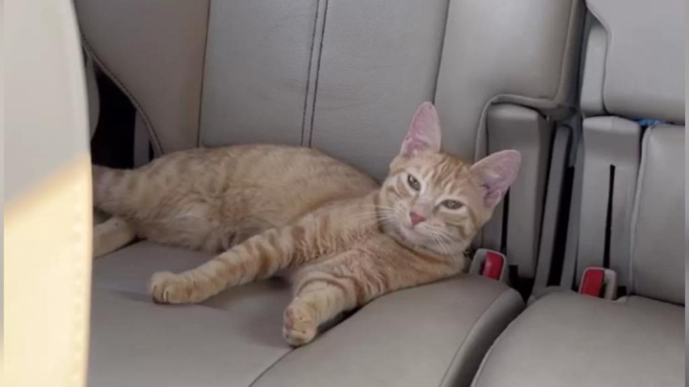 Foto: Reprodução/ The Dodo/ ALEX DA PONTE