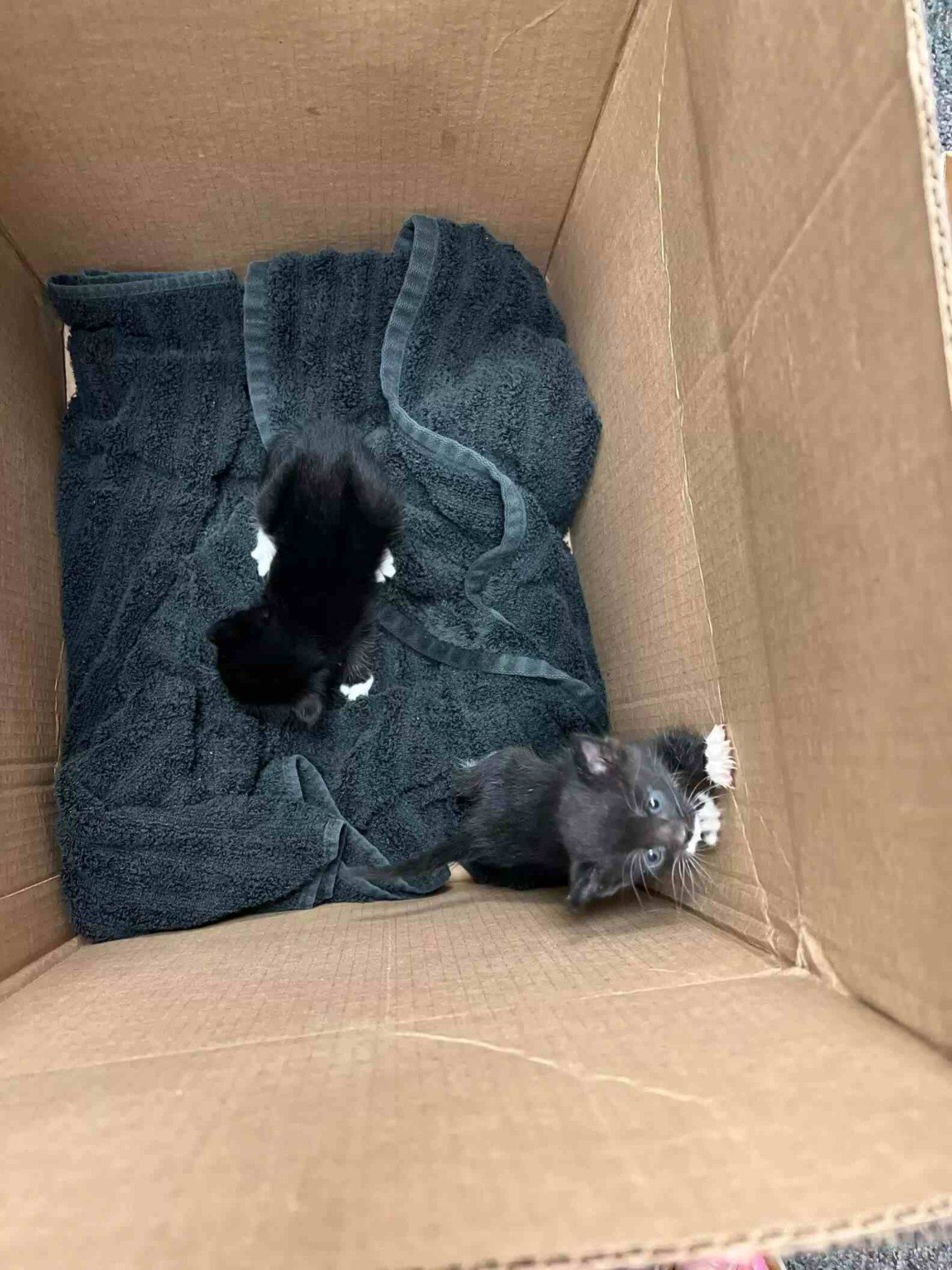Gatinhos encontrados em teto na escola dos EUA
