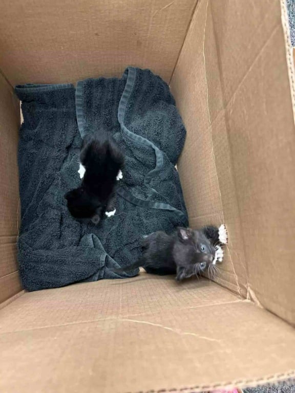Gatinhos encontrados em teto na escola dos EUA