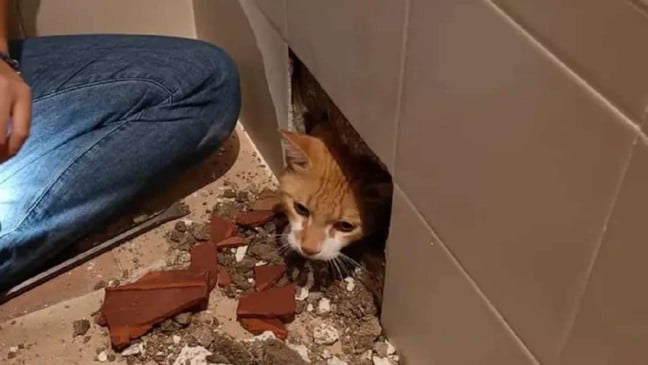 gatinho-pres-na-parede-do-banheiro-compressed