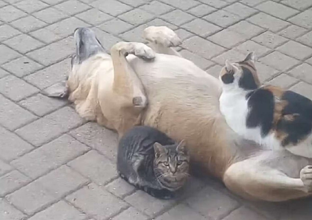 gatinho-tira-cochilo-na-barriga-do-cachorrinho-compressed