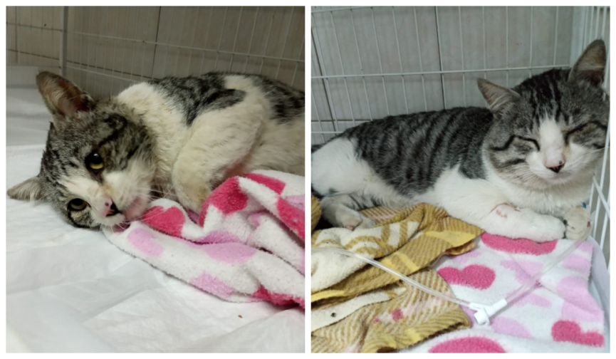 gato itupeva gato itupeva