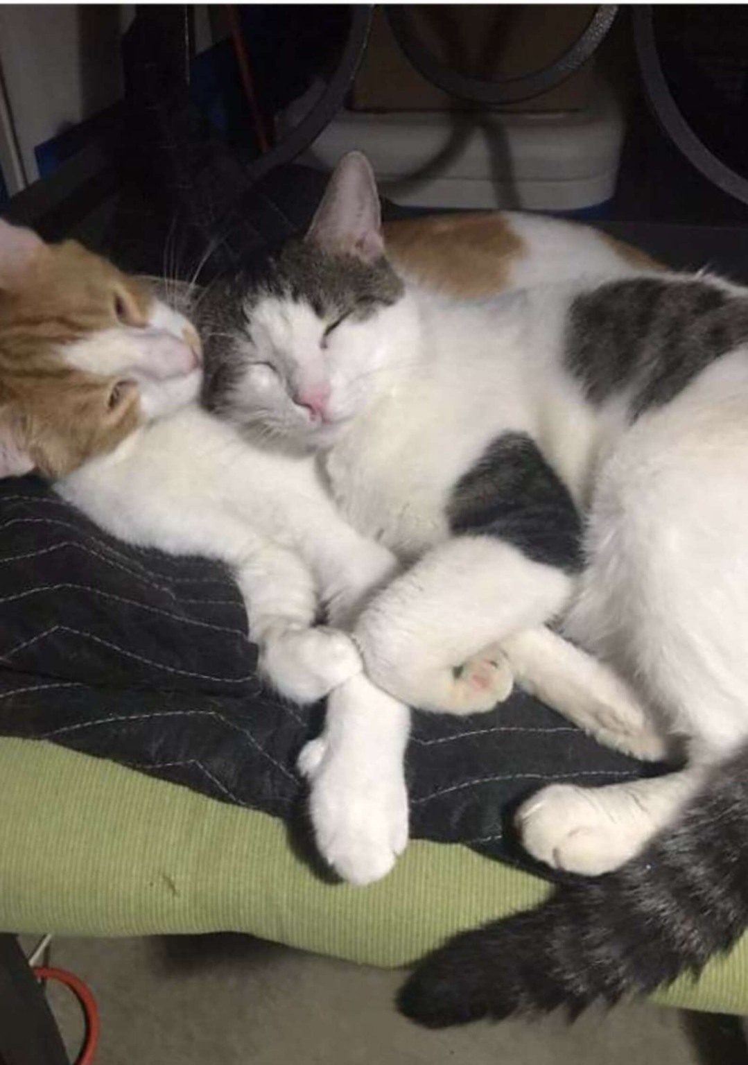 Mulher descobre que seu gato tinha um melhor amigo em um lar adotivo e decide adotá-lo também