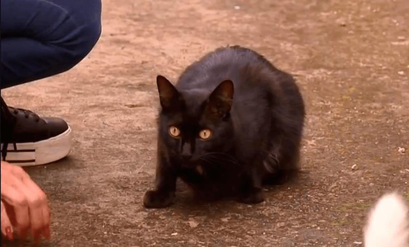Gato preto deitado no chão