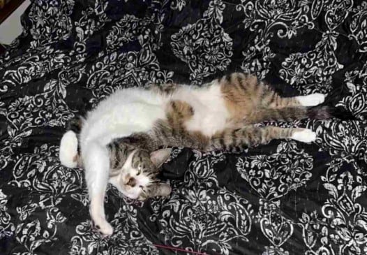 gato-arlo(2)-compressed