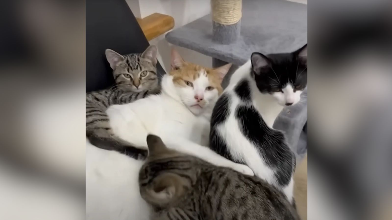 Liam sendo papai adotivo