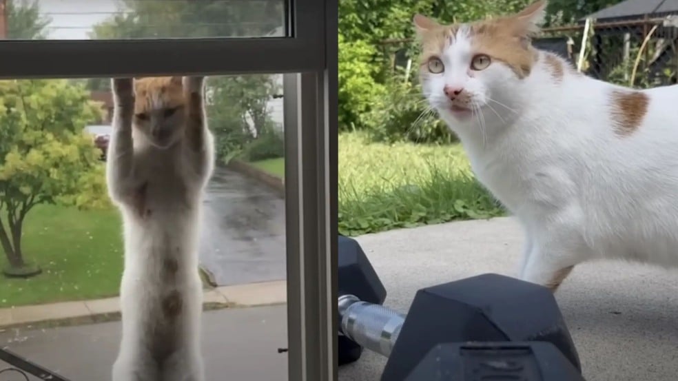 Foto: Reprodução/Julia Hatherell/The Dodo