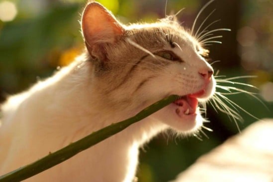 Atenção! Veja 10 plantas que são perigosas para os pets