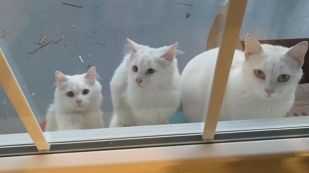 Gata de rua aparece na porta com seus bebês procurando ajuda