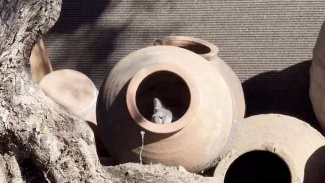 Gato cinza em vaso de barro