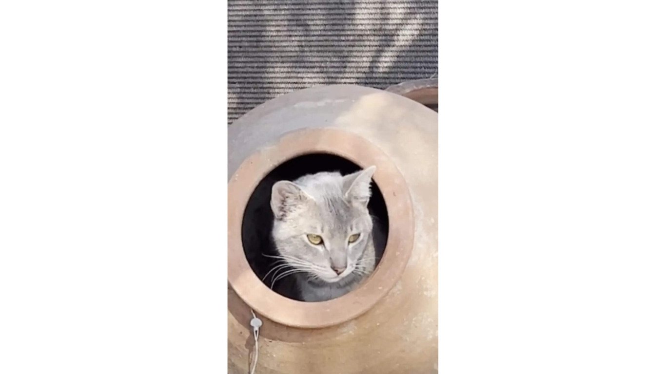 Gato cinza em vaso de barro