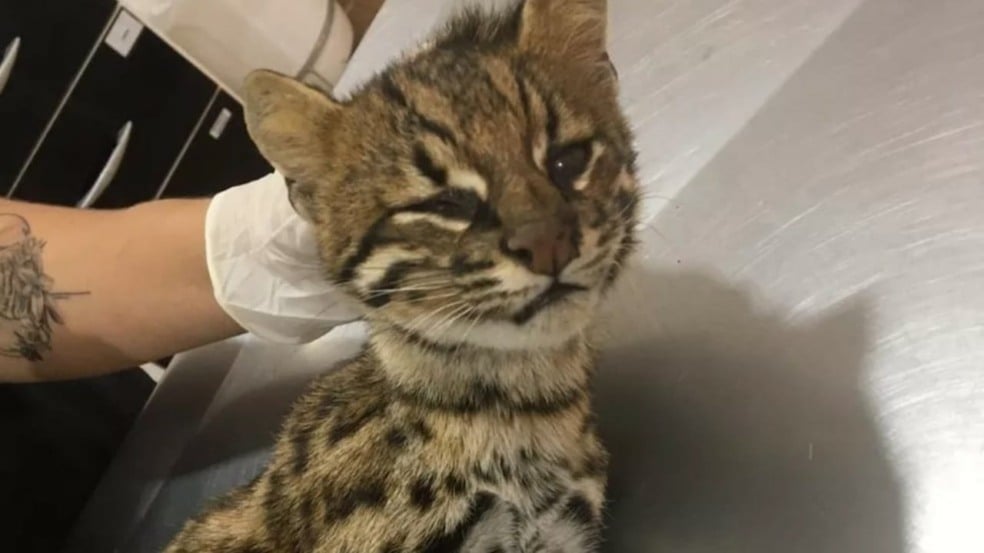 Gato-do-mato-pequeno atropelado em Jundiaí