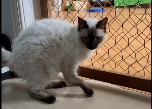 Gato com patas quebradas