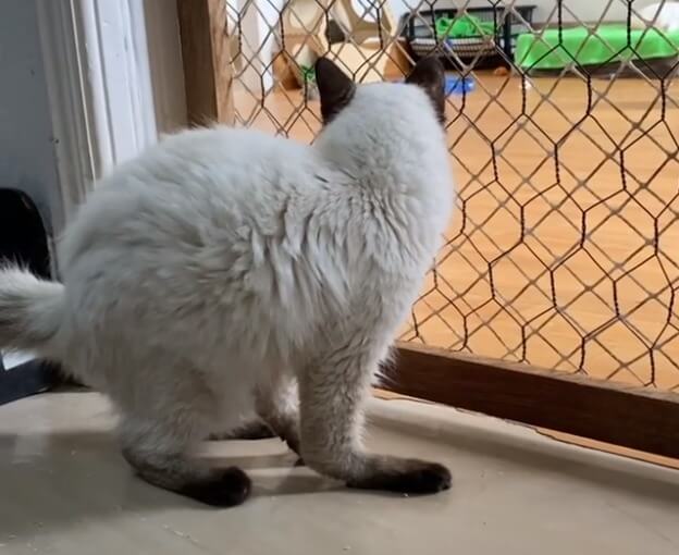 Gato com patas quebradas