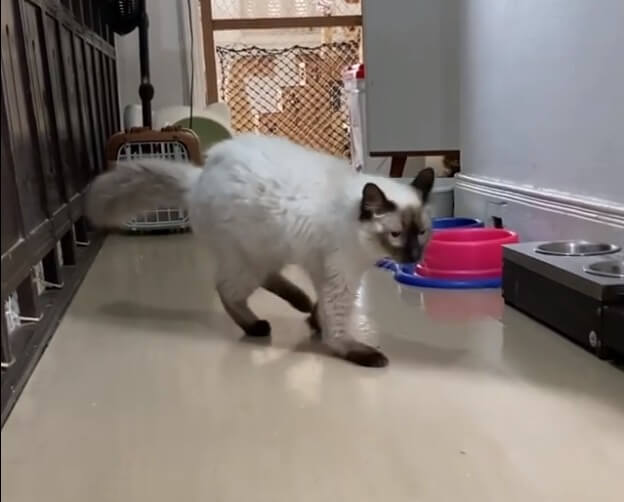 Gato com patas quebradas