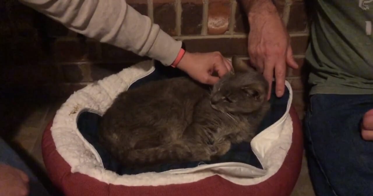 Pessoas fazendo carinho em gato