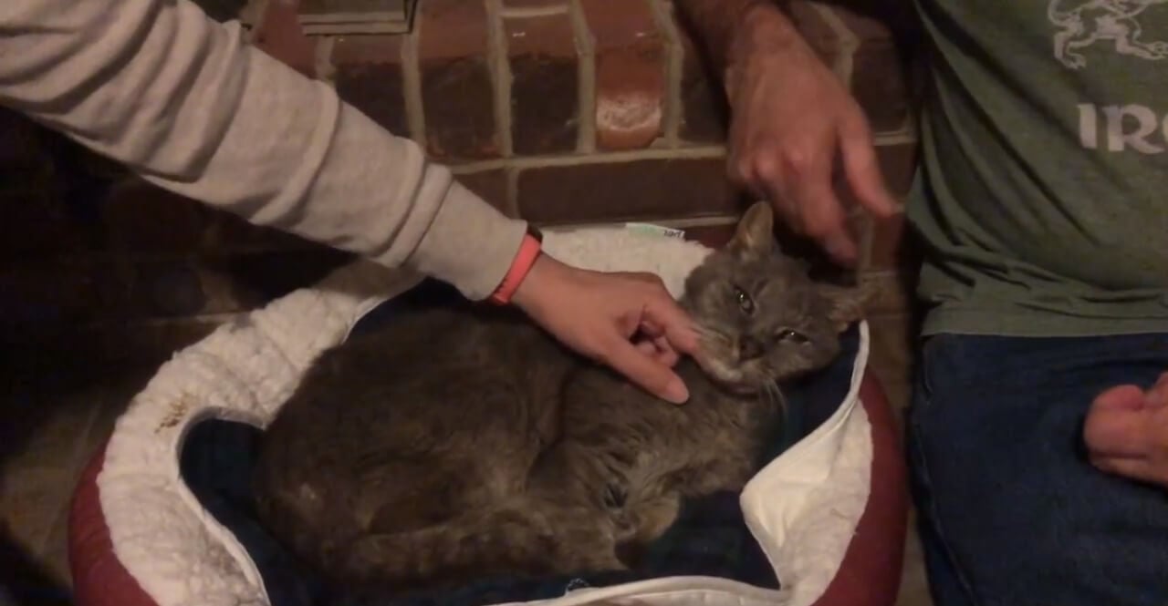 Pessoas fazendo carinho em gato