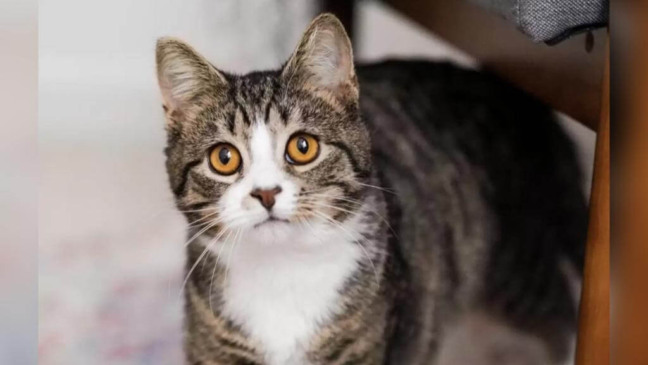 gato ganha nova casa