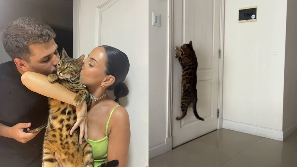 gato inteligente abre porta para tutores trancados e viraliza