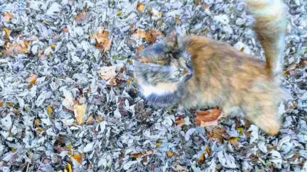 gato-leão-mestre-em-camuflagem-capa-compressed