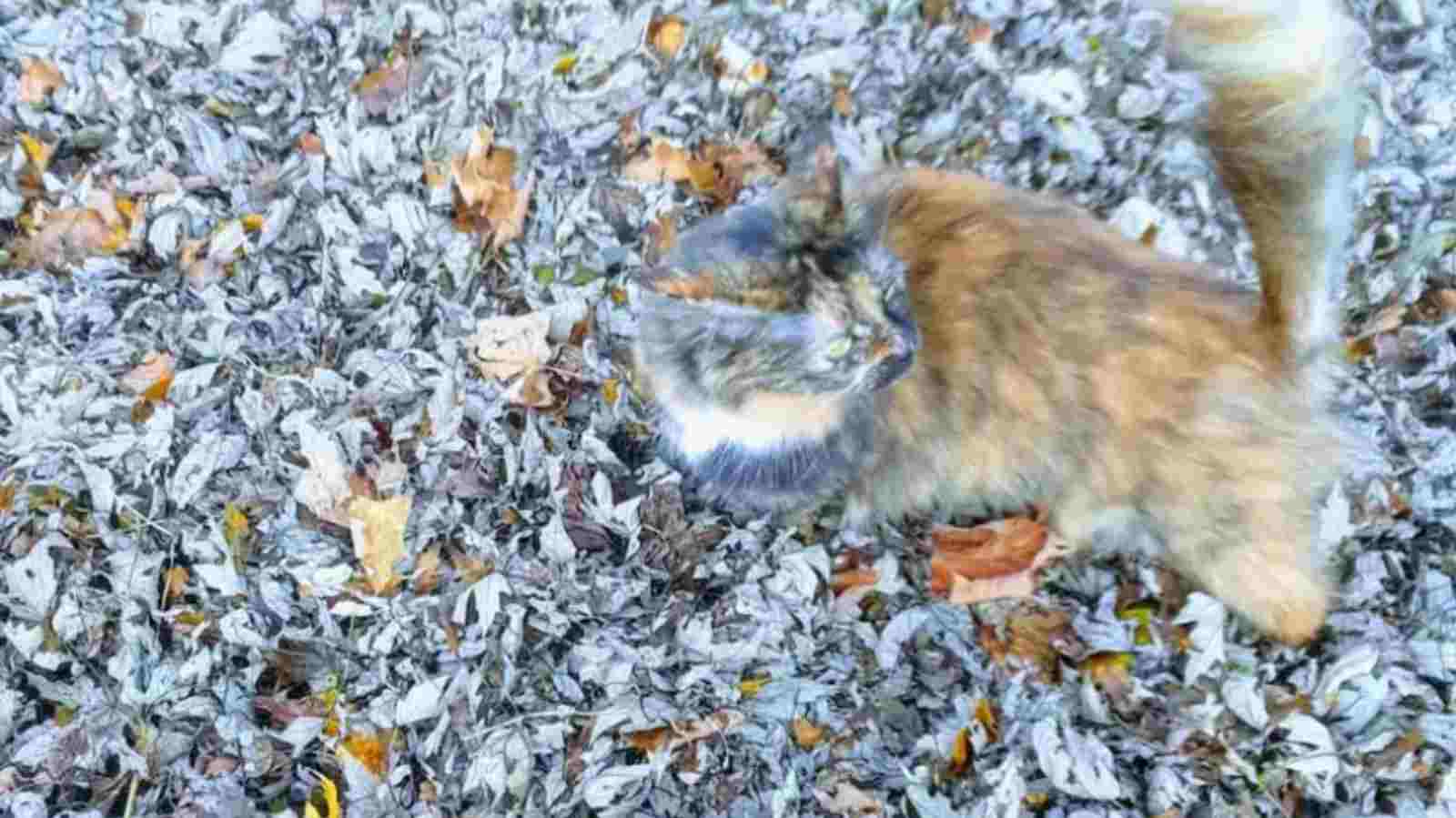 gato-leão-mestre-em-camuflagem-capa-compressed