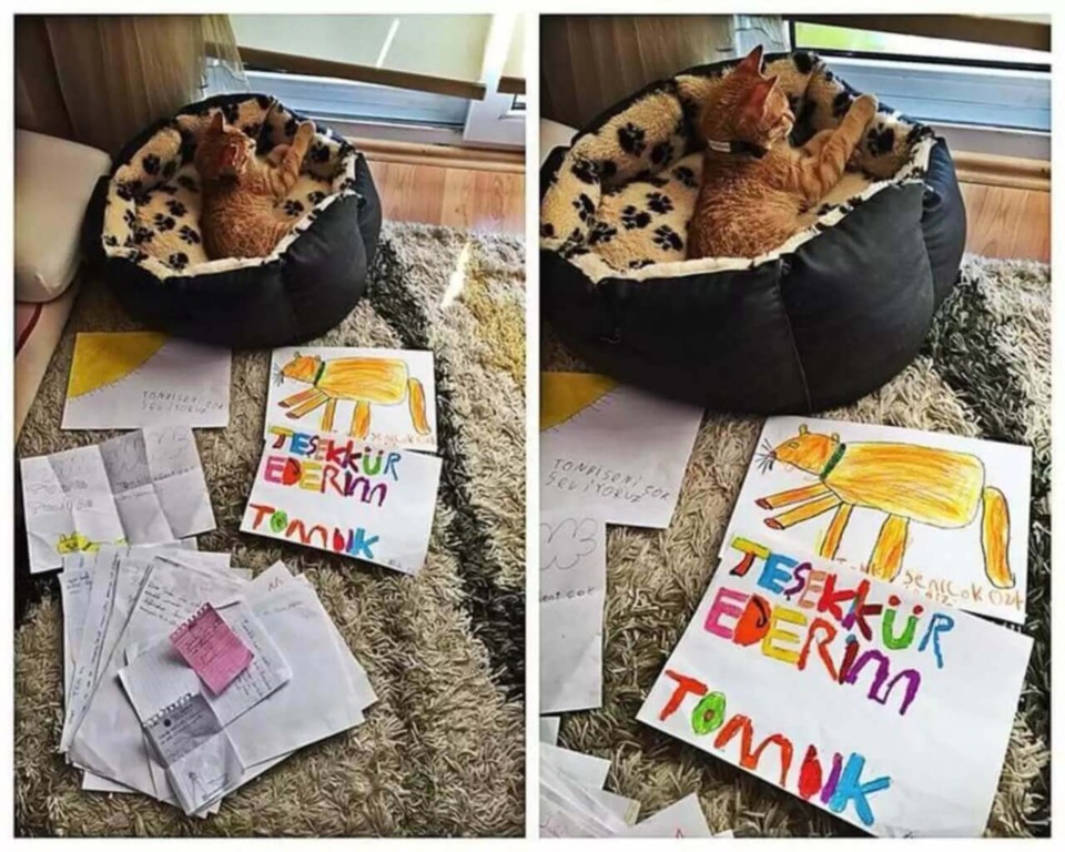 Gato laranja em sala de aula com alunos