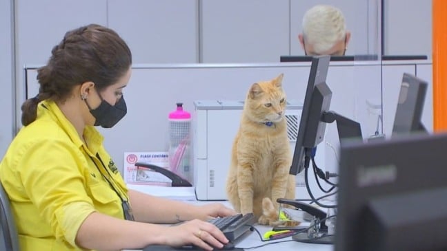 Foto: Reprodução/TV TEM