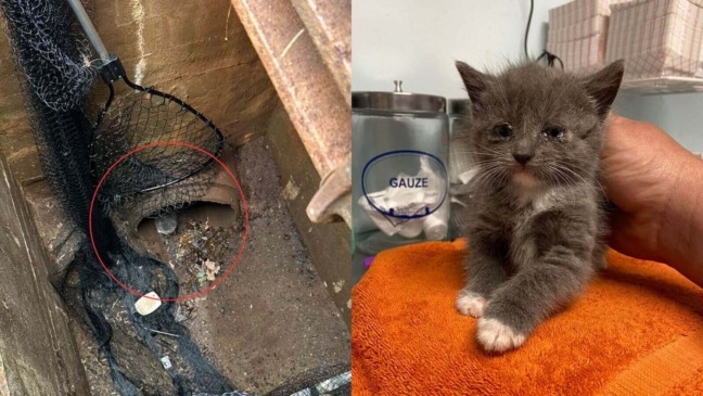 À esquerda, um bueiro com uma rede de captura posicionada para resgatar um gato preso. O gatinho está visível dentro do cano, cercado por sujeira. À direita, o gato resgatado está sobre uma toalha laranja.