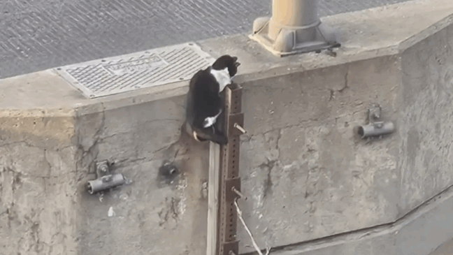 gato preso em viaduto