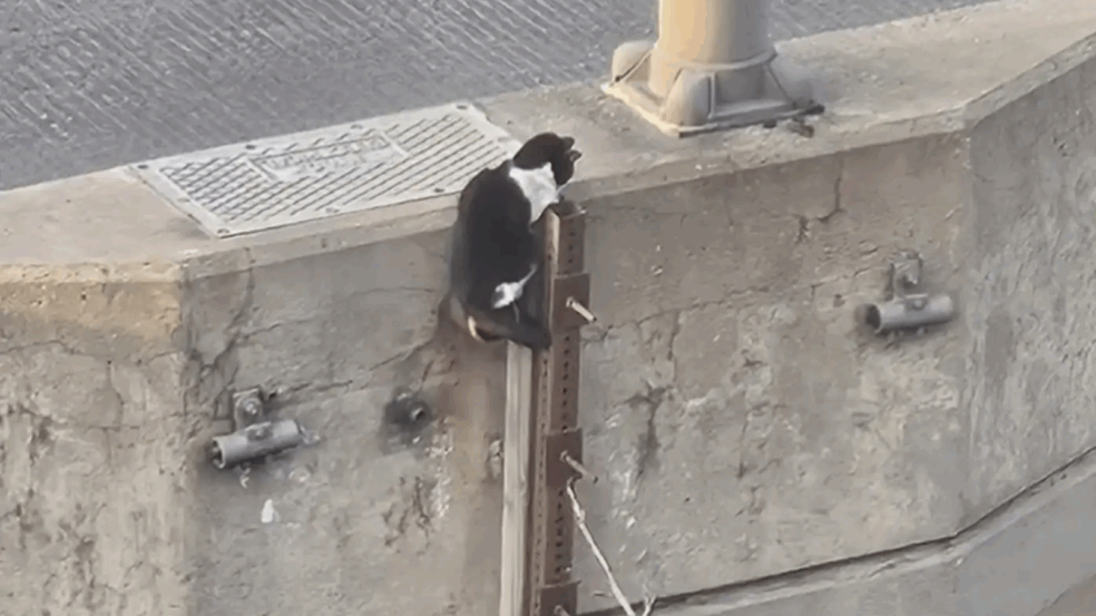 gato preso em viaduto