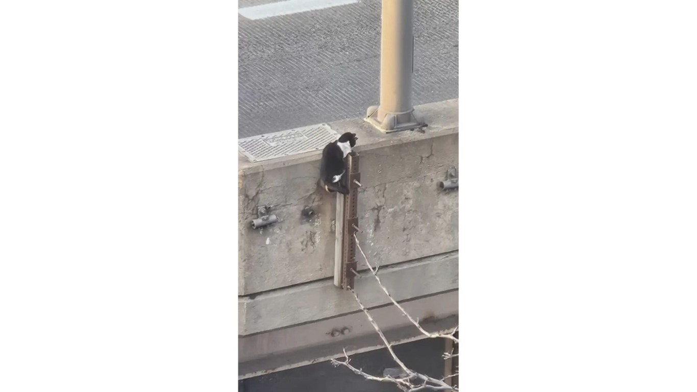 gato preso em viaduto