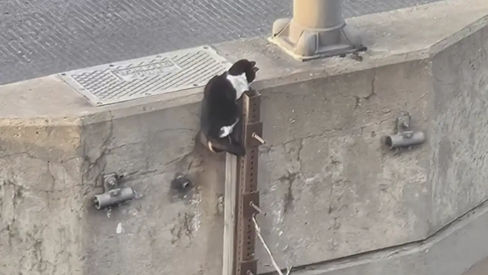 gato preso em viaduto
