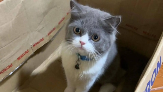 Gato de pelagem cinza e branca dentro de uma caixa de papelão