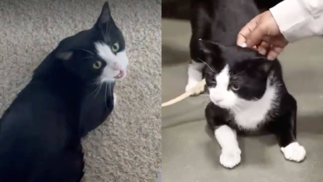 Gato preto e branco recebendo carinho de humano