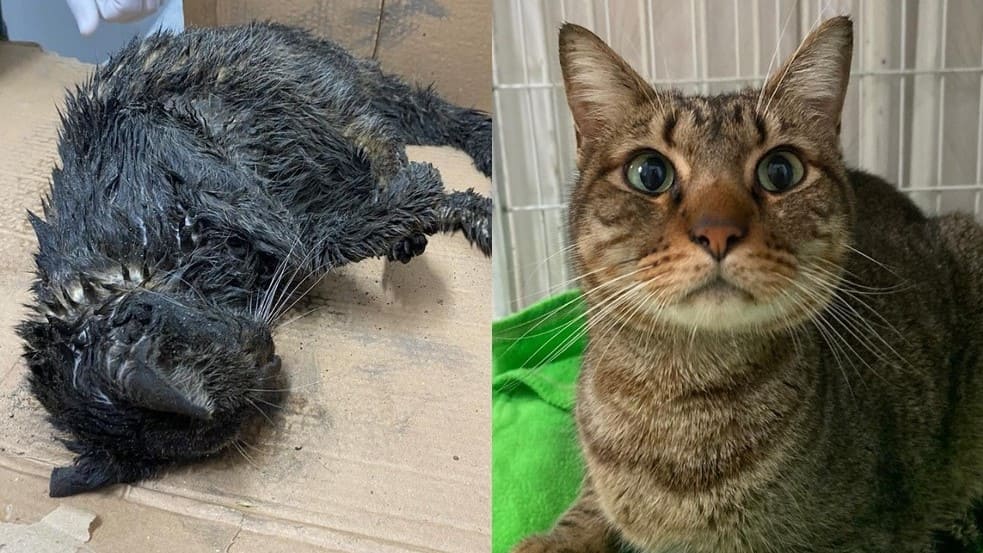 Foto: Divulgação/ONG Viva Bicho