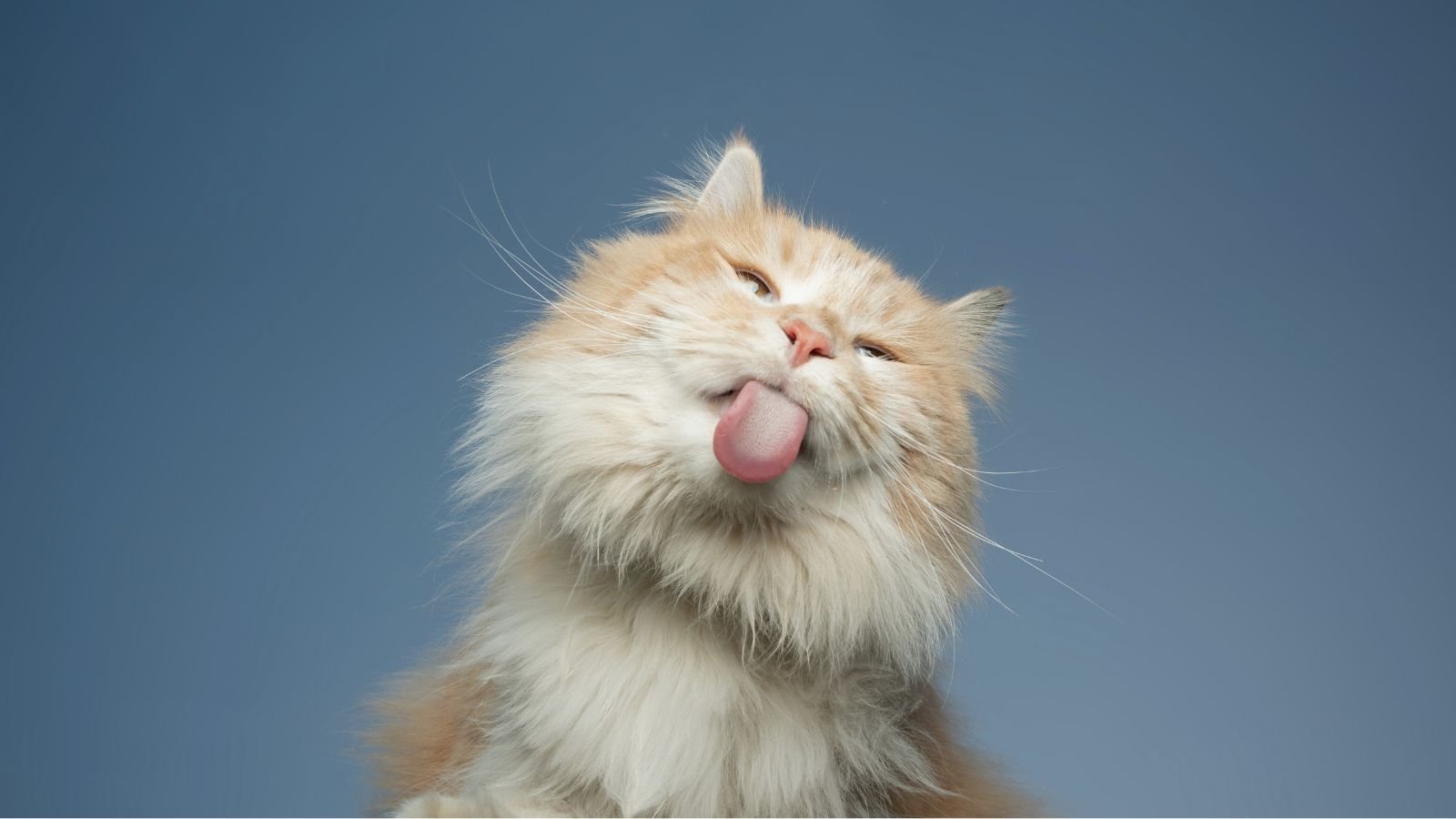 Gato lambendo a tela