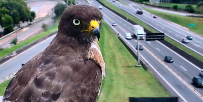 Gavião-Carijó. (Centro de Controle Operacional CCR AutoBAn)