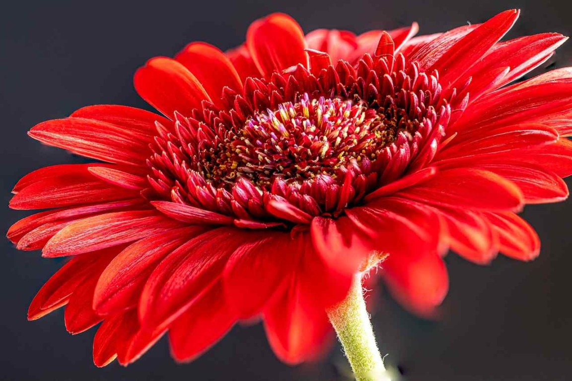 gerbera 3-compressed