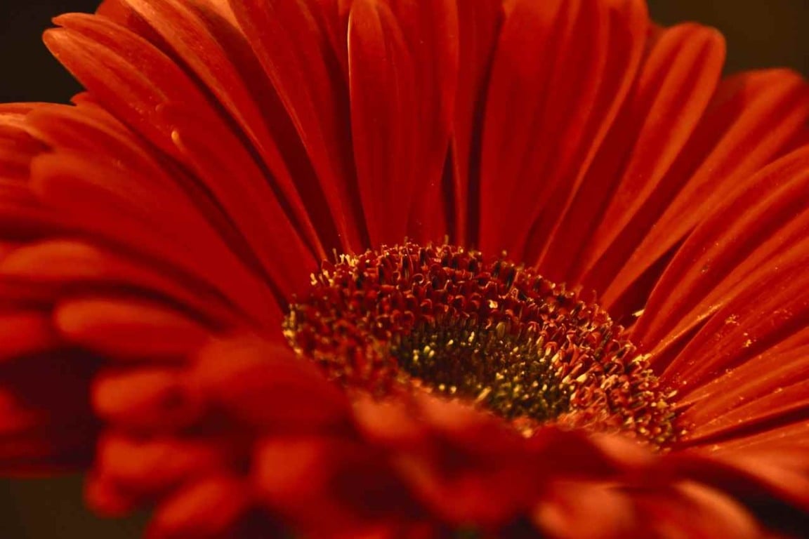 gerbera 4-compressed