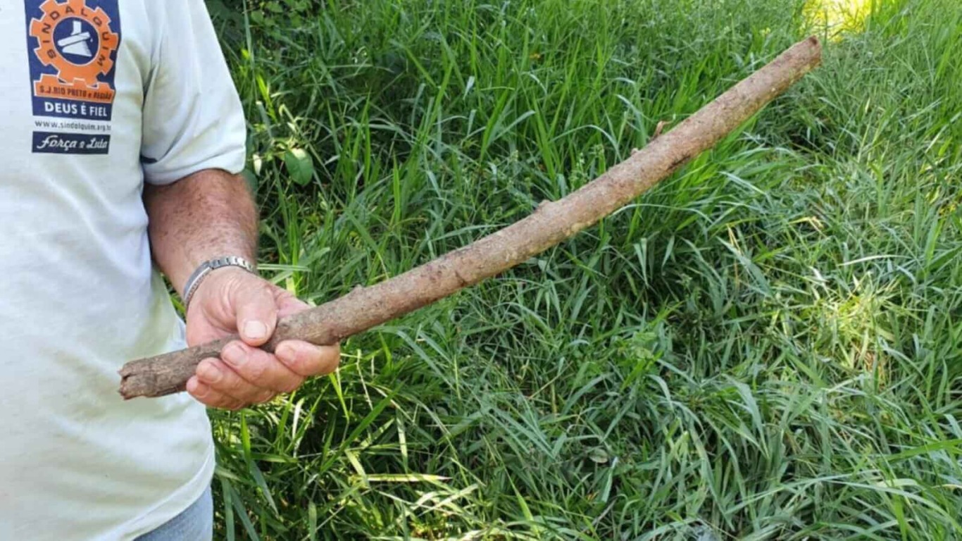 Homem segurando galho de árvore