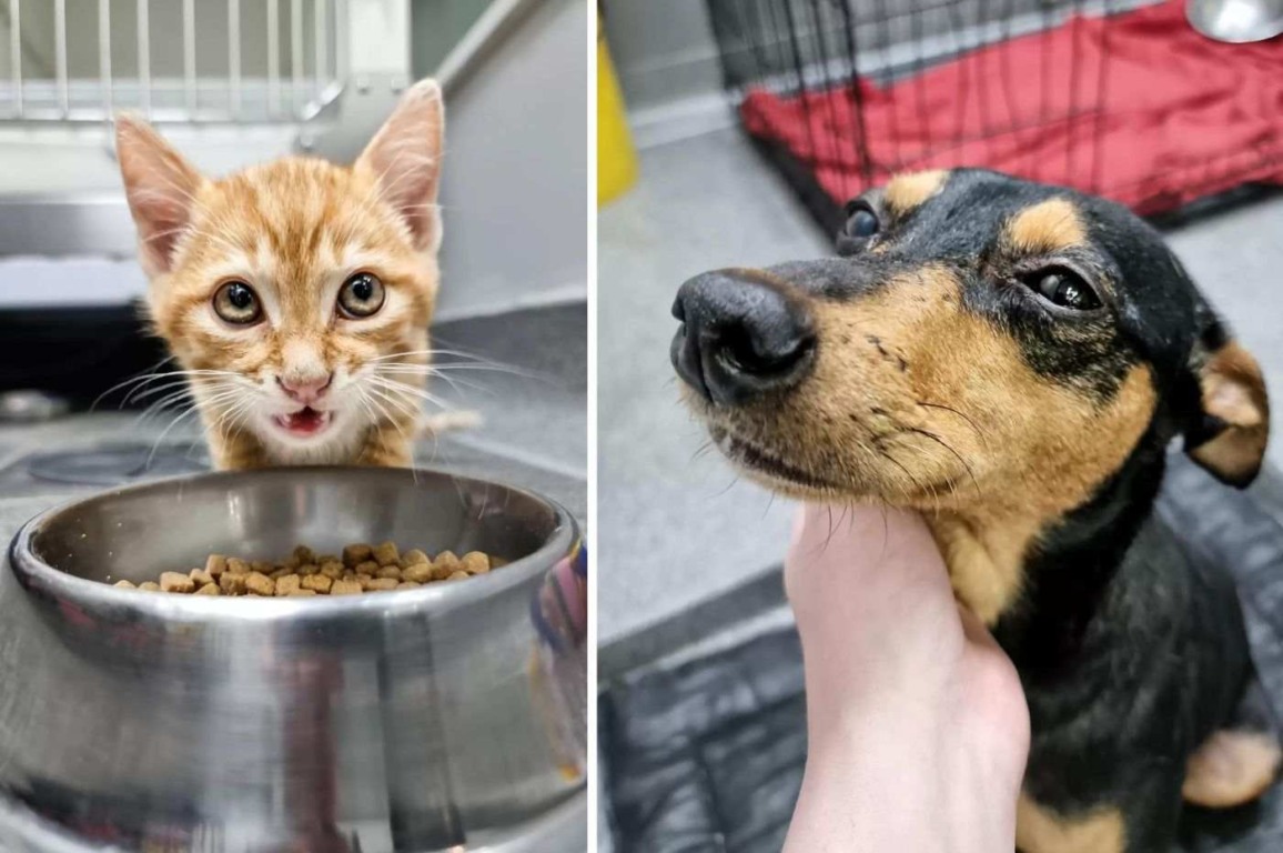 Ginger e Annie. Foto: Greenside Animal Hospital