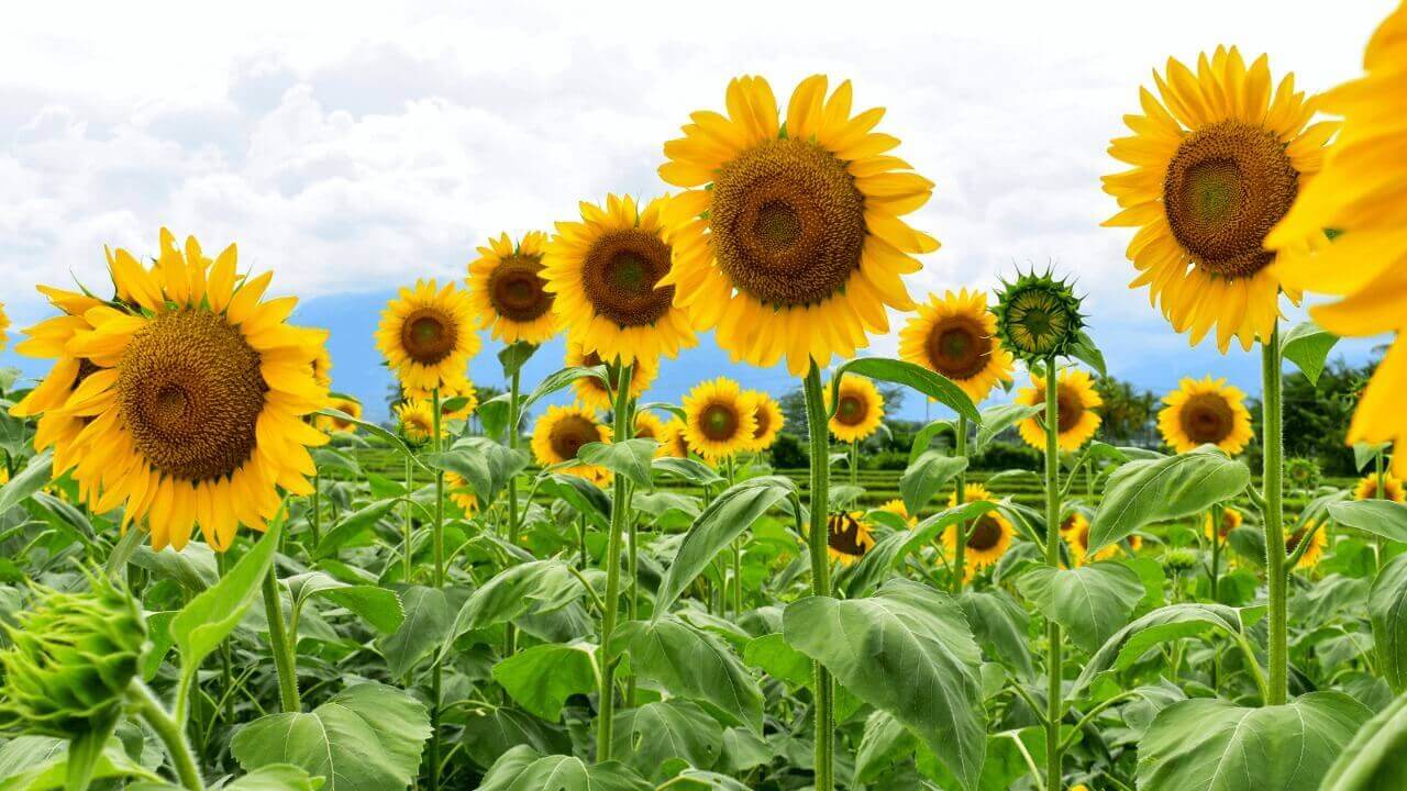 Girassol Gigante Russo