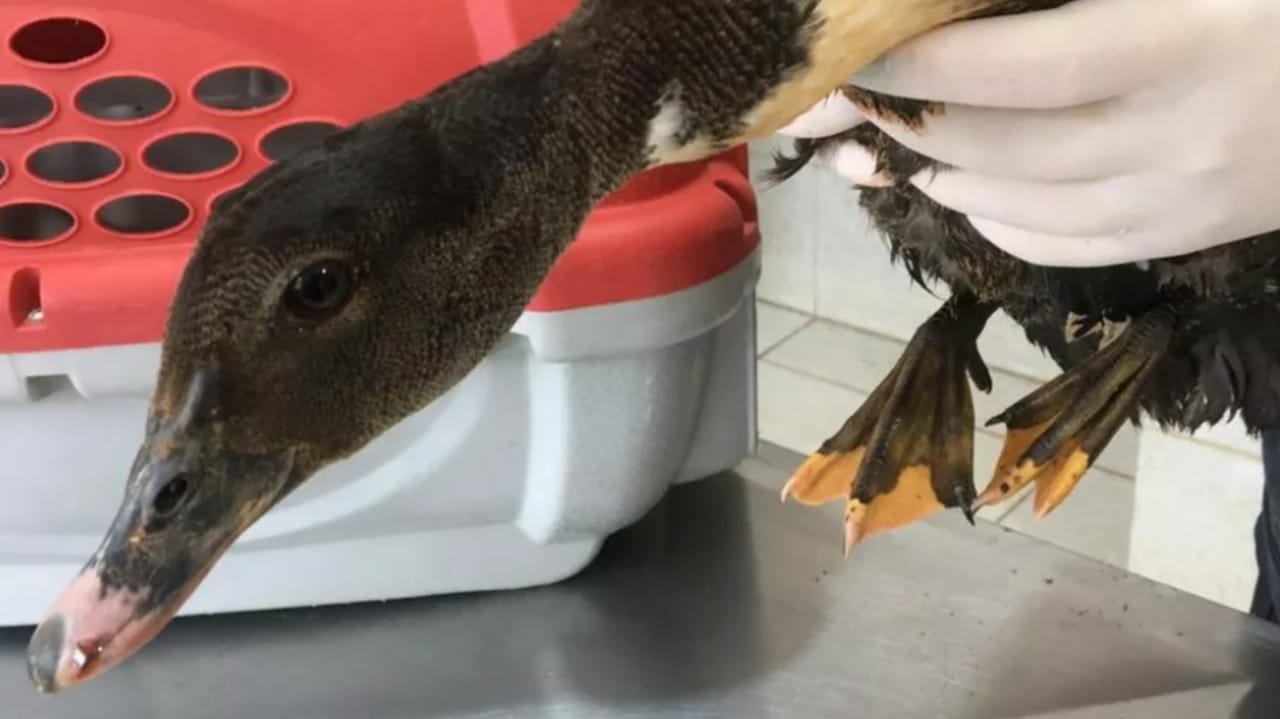 Pato ferido após se enroscar em anzol deixado em lago, em Jundiaí