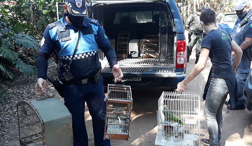 GM de Jundiaí apreende pássaros mantidos em cativeiro em casa no Jardim Santa Gertrudes. (Foto: Divulgação/GMJ)