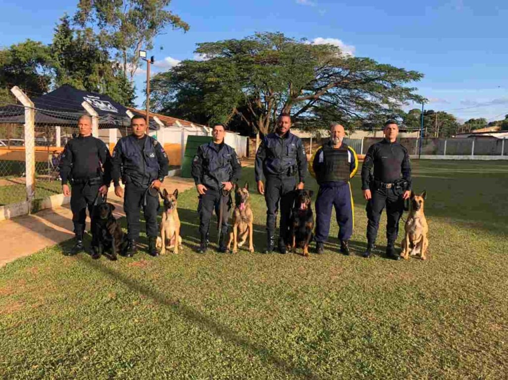 gmj-canil-cinco-caes